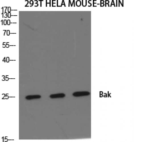 BAK1 / BAK Antibody (1-80 aa, N-terminal)