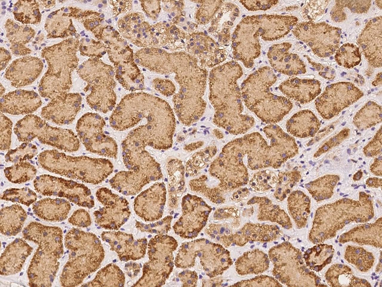 TRIM5 Antibody