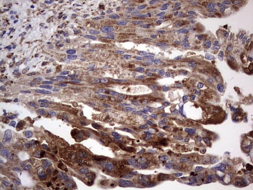 Monoclonal Mouse anti-Human CD63 Antibody (clone OTI5E5, IHC, WB)