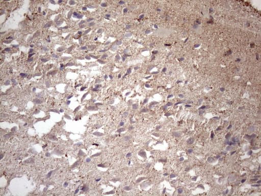 MS4A12 Antibody (clone OTI3F9)