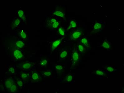 HIST1H4I Antibody