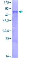 Human PMPCB / MPP11 Protein (Recombinant GST)