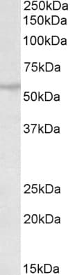 IHC-plus™ TRIM69 / Trif Antibody (aa329-341)