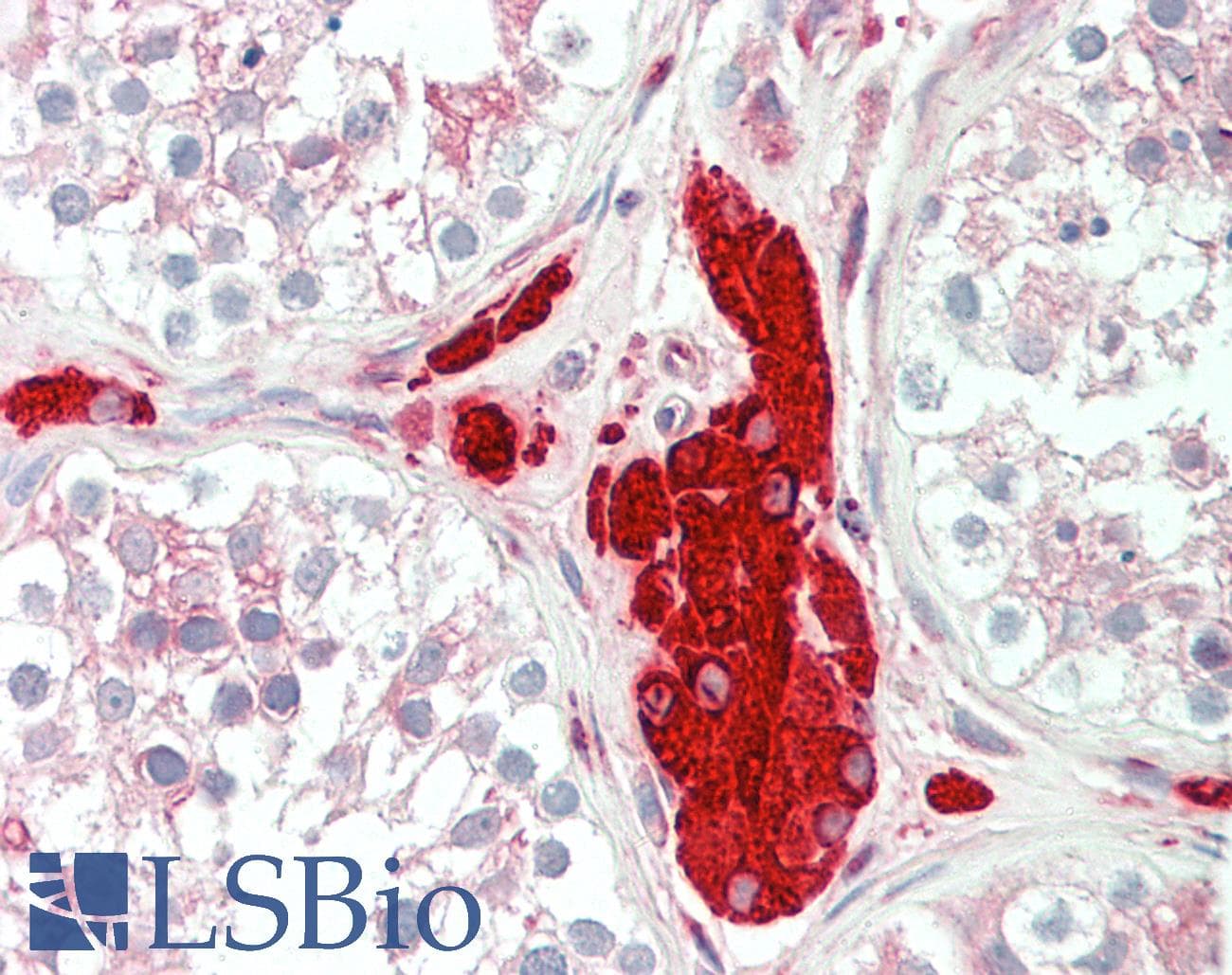 IHC-plus™ PGRMC1 / MPR Antibody (aa185-195)