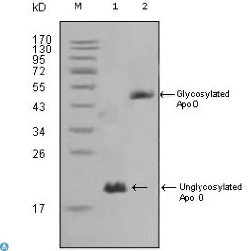 APOO / Apolipoprotein O Antibody