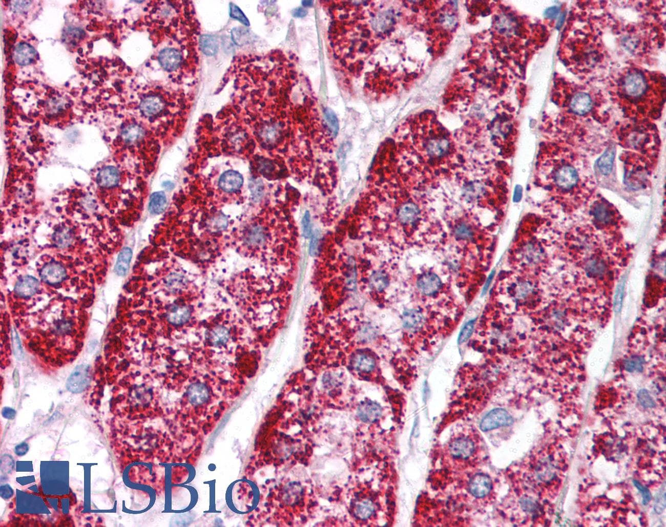PCK1 Antibody (aa330-379)