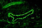 CD34 Antibody