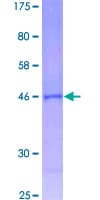 Human MRPL32 Protein (Recombinant GST)