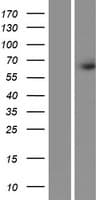 FRMD3 Protein (Over-Expression Lysate Myc-DDK (Flag))