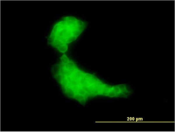 DNAJB2 Antibody (clone 2C9)