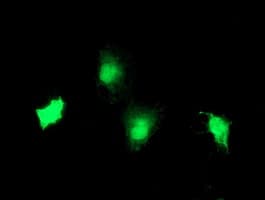 TBCC Antibody (clone OTI1G1)
