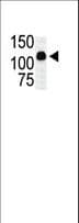MAP3K10 / MLK2 Antibody (aa628-659)
