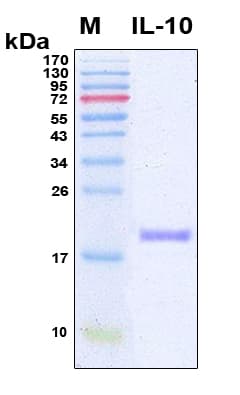 Human IL-10 Protein (Recombinant 6His, N-terminus)