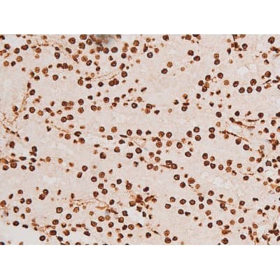 REL / C-Rel Antibody (phospho-Ser503)