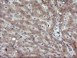 PIK3CG / PI3K Gamma Antibody (clone OTI6H5)