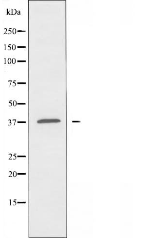 OR10Z1 Antibody