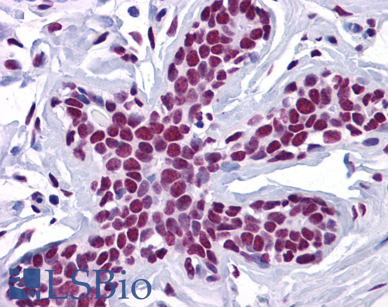 ZSCAN4 Antibody