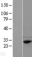 FAM78B Protein (Over-Expression Lysate Myc-DDK (Flag))