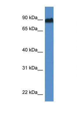 SIK1 / MSK Antibody (aa551-600)