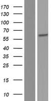 Heparanase 2 / HPSE2 Protein (Over-Expression Lysate Myc-DDK (Flag))