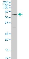 RICK / RIP2 Antibody (clone 6F7)