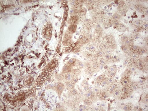 WIBG Antibody (clone OTI5E2, Carrier-free)