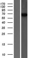 SNX18 Protein (Over-Expression Lysate Myc-DDK (Flag))