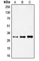 FOXR1 Antibody (C-Terminus)