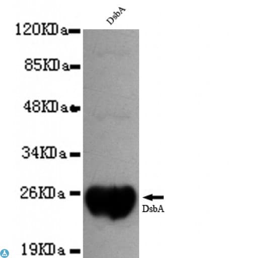 Monoclonal Mouse anti-Human dsbA Antibody (WB)