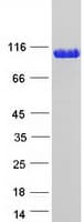 Human TRIM28 / KAP1 Protein (Recombinant Myc-DDK (Flag))