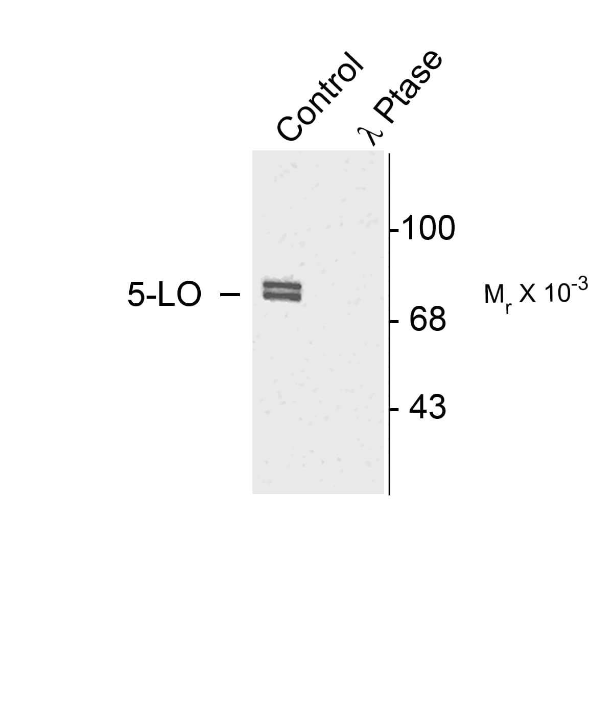 ALOX5 / 5-LOX Antibody (phospho-Ser523)