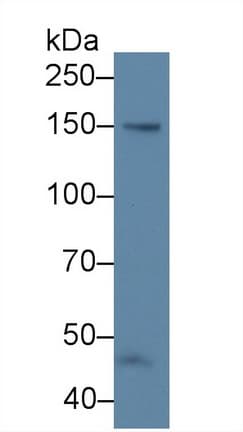 NOS3 / eNOS Antibody (aa522-705, Biotin)