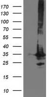 PNMT Antibody (clone OTI2A2, Carrier-free)