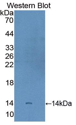 CD66a / CEACAM1 Antibody (aa149-403)