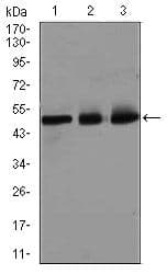E2F1 Antibody (Amino Acid: 69-223, clone 8G9)