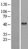 Human EED Protein (Over-Expression Lysate Myc-DDK (Flag))