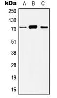 Polyclonal Rabbit anti-Human HDAC10 Antibody (N-Terminus, IHC, IF, WB)