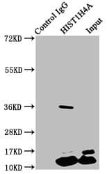 HIST1H4I Antibody
