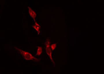 ETNK2 Antibody