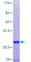 Human NEDD8 Protein (Recombinant GST)
