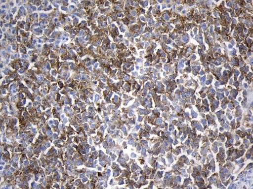 MME / CD10 Antibody (aa411-750, clone UMAB236)