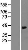 DCN / Decorin Protein (Over-Expression Lysate Myc-DDK (Flag))