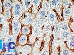 CD38 Antibody (aa71-197, clone 1G7F4, Azide-free)
