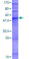 Human OR6N2 Protein (Recombinant GST)