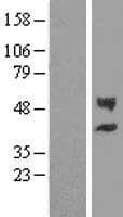 CHST12 Protein (Over-Expression Lysate Myc-DDK (Flag))