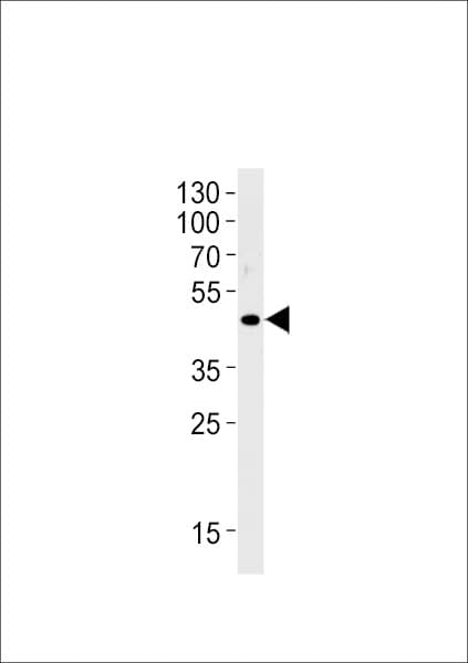 OR51E1 Antibody (aa280-309)