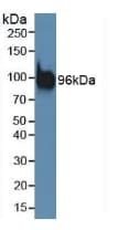 PDCD6IP / ALIX Antibody (aa1-239, APC)