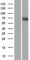 Human RUNDC1 Protein (Over-Expression Lysate Myc-DDK (Flag))