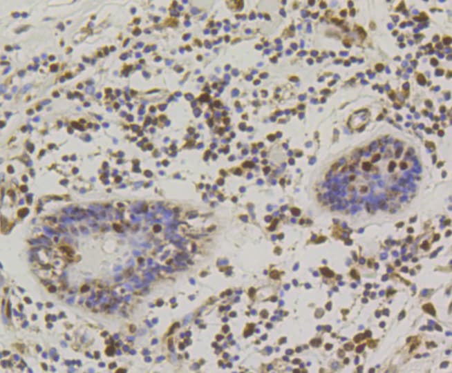 Monoclonal Rabbit anti-Human CREB1 / CREB Antibody (IHC, IF, WB)