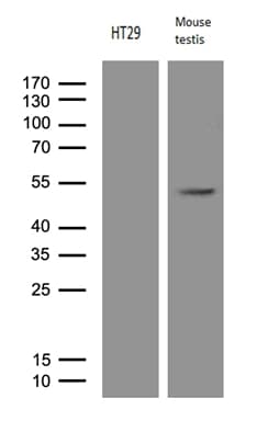 APOBEC4 Antibody (clone OTI1F7)